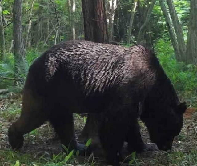 【熊】OSO2世発生か　子牛4頭殺され4頭ケガ　北海道別海町  [448218991]